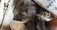 King joined the competition — help win amazing prizes! animal, blanket, cat, closeup, comfort, cozy, domestic, ear, feline, fur, indoor, pet, relaxation, resting, sleeping, snuggle, soft, tabby, texture, warm