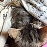 King joined the competition — help win amazing prizes! animal, blanket, cat, closeup, comfort, cozy, domestic, ear, feline, fur, indoor, pet, relaxation, resting, sleeping, snuggle, soft, tabby, texture, warm
