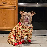 Thor is registered to the contest to win money with this photo: dog, pajamas, kitchen, floor, appliance, stove, tile_floor, wood_cabinet, pet_clothing, brown_dog, sitting, indoor, cute, animal, canine, paws, ears, face, patterned_clothing, home