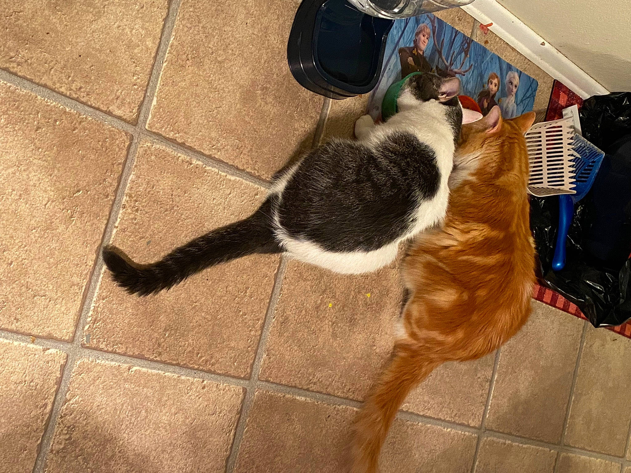 Hurricane joined the competition — help win amazing prizes! bag, carnivore, cat, collar, comfort, companion_dog, dog_breed, domestic_short_haired_cat, fawn, felidae, floor, flooring, fur, hardwood, luggage_and_bags, pet_supply, small_to_medium_sized_cats, tail, whiskers, wood