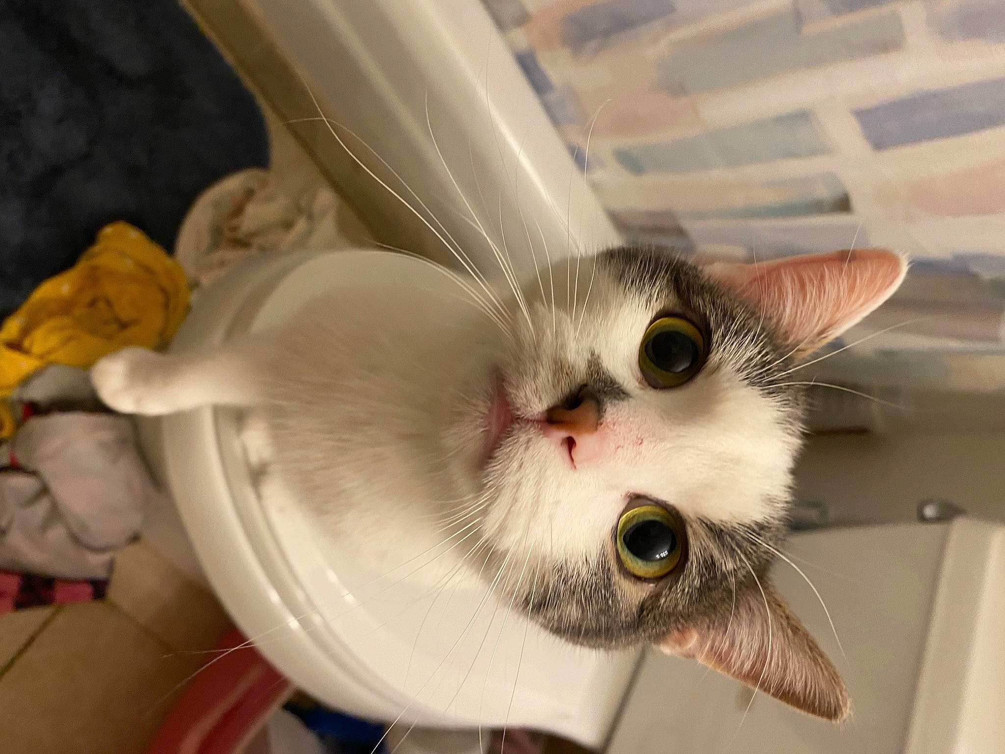 Hurricane joined the competition — help win amazing prizes! carnivore, cat, cat_supply, domestic_short_haired_cat, ear, felidae, fur, pet_supply, small_to_medium_sized_cats, snout, whiskers