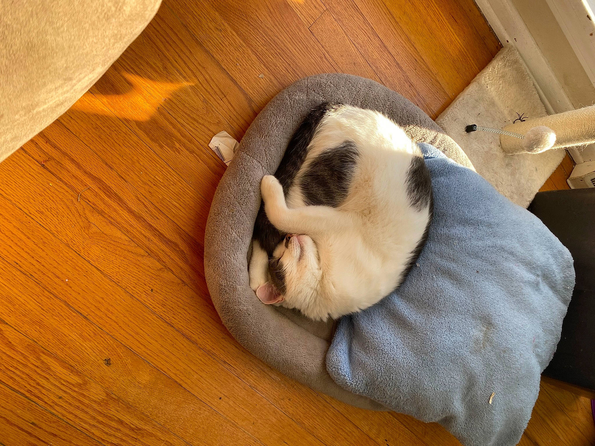 Hurricane is registered to the contest to win money with this photo: carnivore, cat, cat_supply, comfort, companion_dog, dog_breed, fawn, felidae, flooring, hardwood, laminate_flooring, paw, small_to_medium_sized_cats, snout, tail, varnish, whiskers, wood, wood_flooring, wood_stain