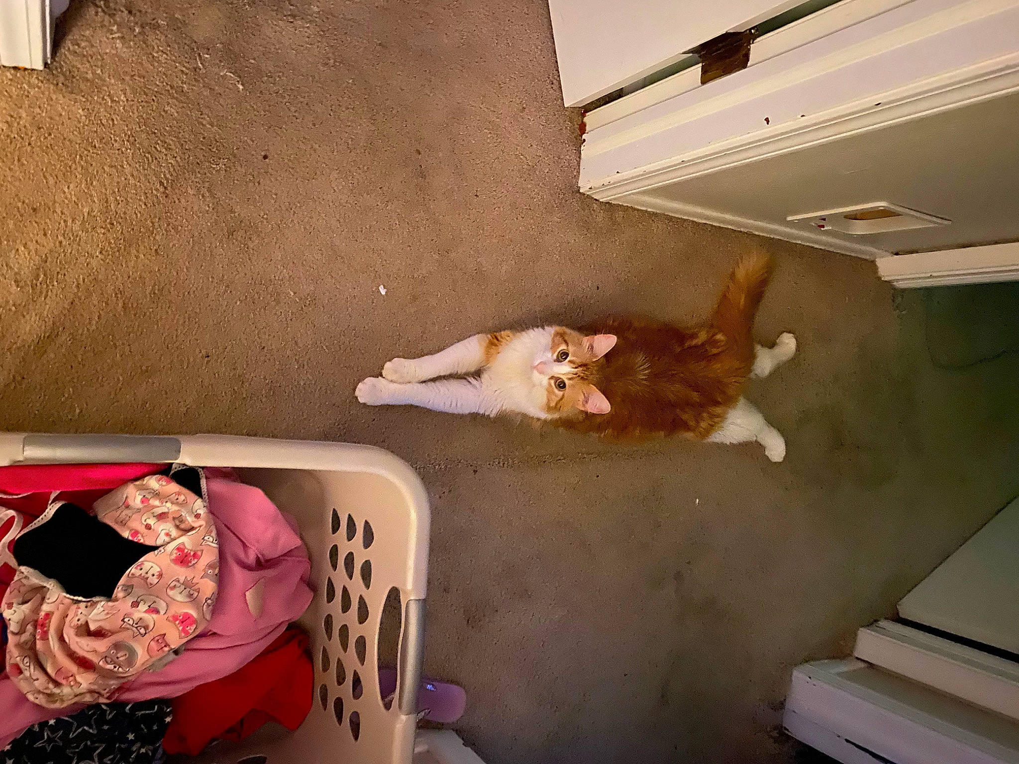 Cupcake is registered to the contest to win money with this photo: carmine, ceiling, comfort, felidae, flooring, hardwood, hat, human_leg, linens, magenta, pattern, plaster, room, rose, sun_hat, tail, thigh, tints_and_shades, visual_arts, wood