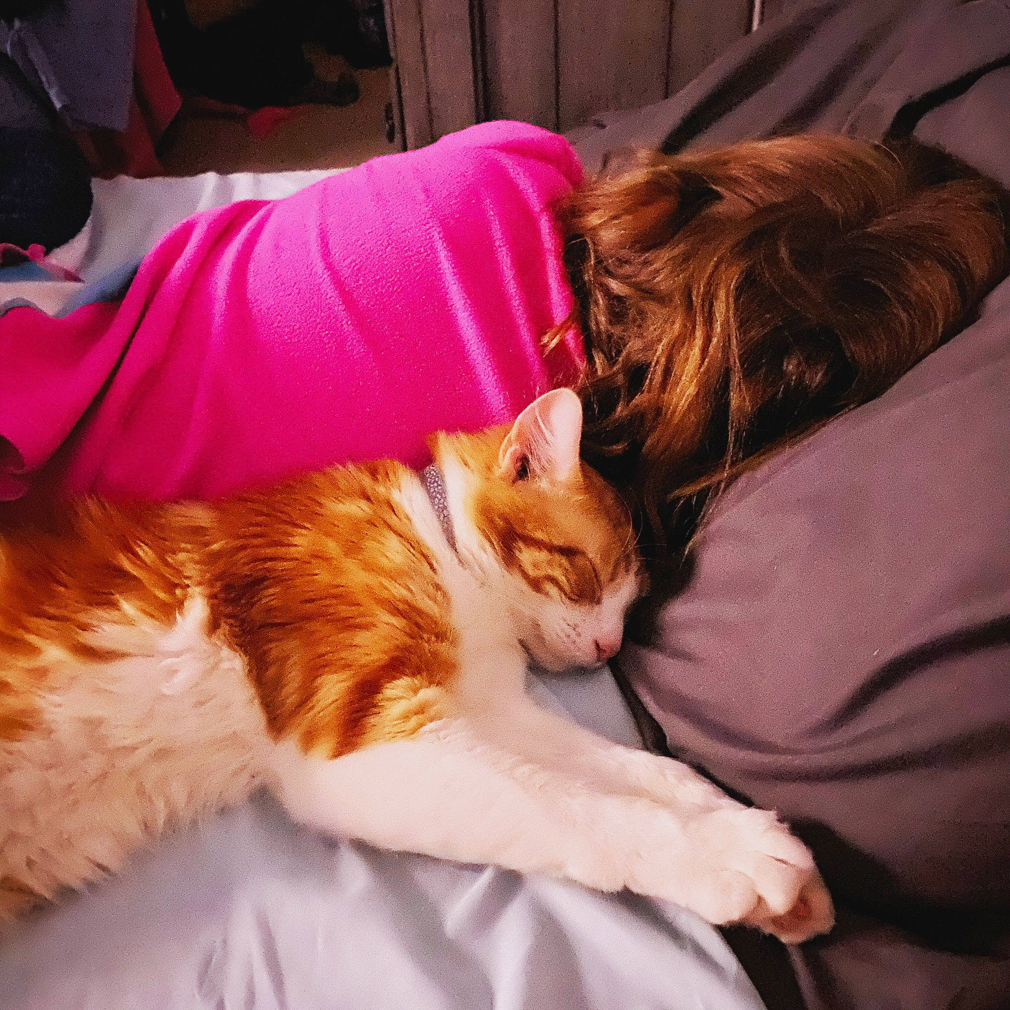 Cupcake is registered to the contest to win money with this photo: brown_hair, carnivore, cat, claw, comfort, companion_dog, domestic_short_haired_cat, ear, fawn, felidae, fur, human_leg, lap, linens, paw, sitting, small_to_medium_sized_cats, tail, textile, whiskers