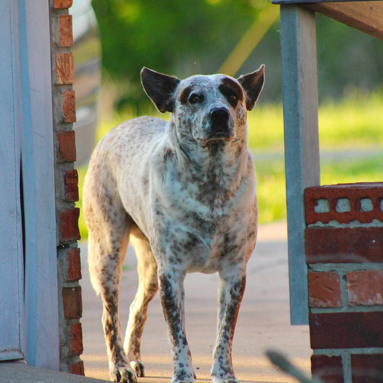 Jack is registered to the contest to win money with this photo: accessories, animal, brick, bulldog, canine, chihuahua, dalmatian, dog, flagstone, hound, leash, path, pet, pointer, road, slate, strap, terrier, walkway, wood