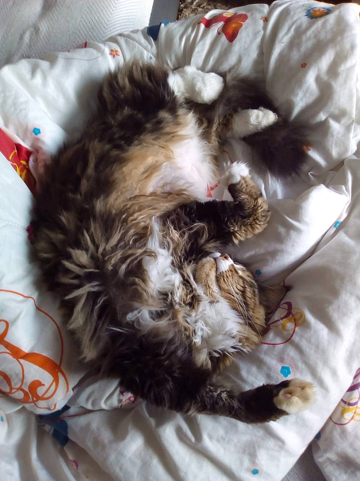 Neyo a rejoint le concours — aidez-le/la à gagner de superbes lots ! bed, canidae, carnivore, cat, claw, comfort, companion_dog, dog_breed, fawn, felidae, fur, linens, liver, nap, pattern, small_to_medium_sized_cats, sporting_group, tail, textile, whiskers