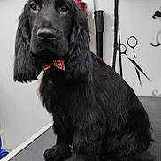 Lotso a rejoint le concours — aidez-le/la à gagner de superbes lots ! animal, black_dog, bow_tie, companion, cute, dog, ears, face, fur, grooming_table, grooming_tools, indoor, looking_at_camera, pet, pet_care, plaid, portrait, scissors, sitting, wall_art