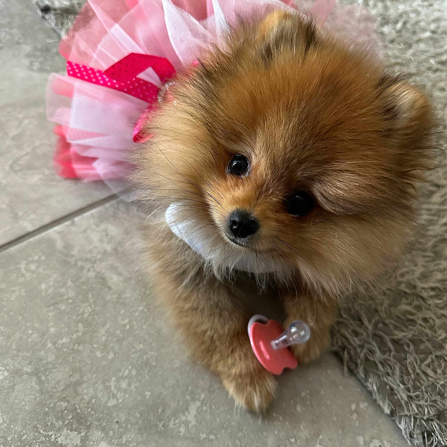 Kiara joined the competition — help win amazing prizes! accessories, affenpinscher, animal, canine, cat, cockerspaniel, collar, dog, eskimodog, flower, kitten, leash, lesserpanda, papillon, pet, poodle, puppy, strap, terrier, whitedog
