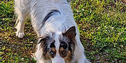 Joy participe au concours pour gagner de l'argent avec cette photo : animal, ball, canine, cockerspaniel, dog, field, grass, grassland, lawn, nature, outdoors, papillon, pet, plant, puppy, soil, sport, tennis, tennisball, yard