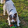 animal, ball, canine, cockerspaniel, dog, field, grass, grassland, lawn, nature, outdoors, papillon, pet, plant, puppy, soil, sport, tennis, tennisball, yard