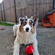 Joy a rejoint le concours — aidez-le/la à gagner de superbes lots ! animal, architecture, ball, canine, cockerspaniel, collie, cricket, cricketball, dog, football, grass, papillon, pet, plant, puppy, soccer, soccerball, sphere, sport, wood