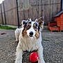 animal, architecture, ball, canine, cockerspaniel, collie, cricket, cricketball, dog, football, grass, papillon, pet, plant, puppy, soccer, soccerball, sphere, sport, wood