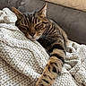 cat, tabby, sleeping, relaxed, blanket, couch, indoor, feline, pet, fur, striped, cozy, comfort, resting, whiskers, paw, home, animal, cute, nap