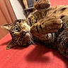 cat, tabby, pet, feline, whiskers, fur, paw, closeup, indoor, red_bed, relaxed, curious, animal, cute, lying_down, striped, face, ears, eyes, soft
