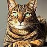 Chat participe au concours pour gagner de l'argent avec cette photo : cat, tabby_cat, green_eyes, pet, indoor, feline, cat_tree, animal, portrait, close_up, whiskers, paw, fur, sitting, looking_at_camera, relaxed, domestic_cat, cute, animal_portrait, lock_screen