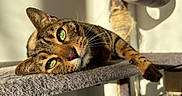 Chat a rejoint le concours — aidez-le/la à gagner de superbes lots ! animal, cat, cat_tree, closeup, cozy, cute, eye_contact, feline, fur, green_eyes, indoor, mammal, paw, pet, portrait, relaxed, resting, sunlight, tabby_cat, whiskers
