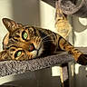 Chat a rejoint le concours — aidez-le/la à gagner de superbes lots ! cat, tabby_cat, green_eyes, sunlight, cat_tree, feline, pet, indoor, relaxed, closeup, whiskers, fur, paw, cozy, animal, mammal, cute, resting, eye_contact, portrait