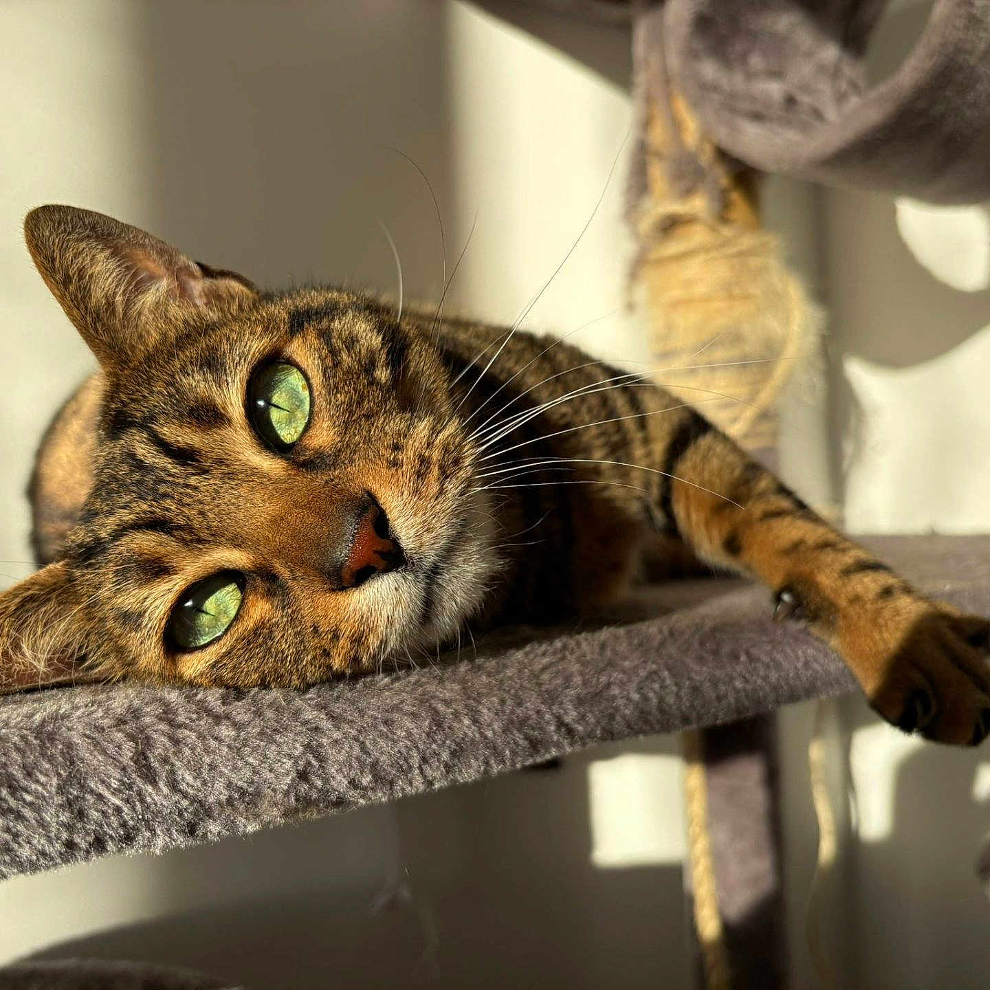 Chat