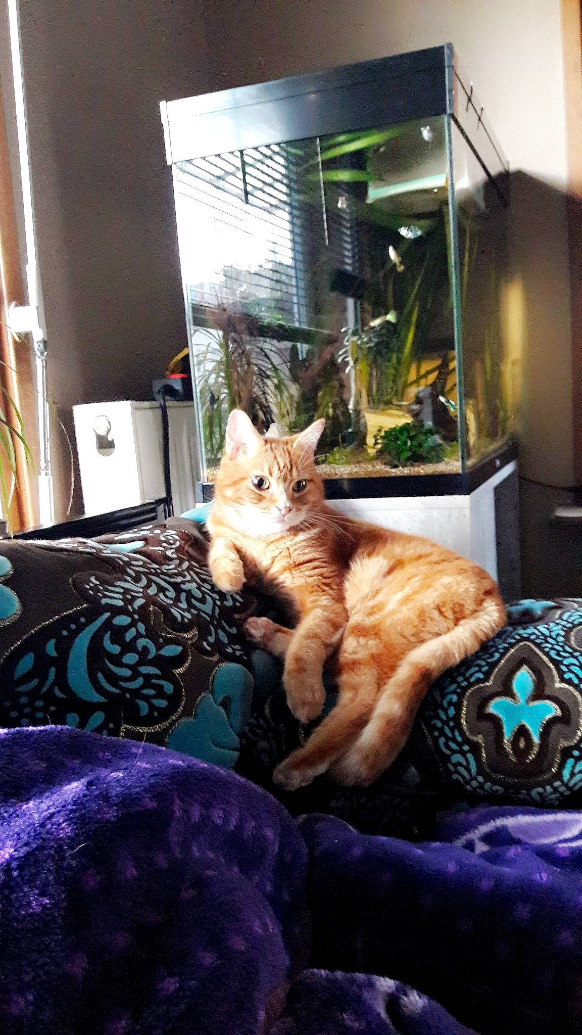 Citrouille participe au concours pour gagner de l'argent avec cette photo : american_shorthair, asian, carnivore, cat, european_shorthair, fawn, felidae, fur, interior_design, kitten, room, small_to_medium_sized_cats, tabby_cat, whiskers, window