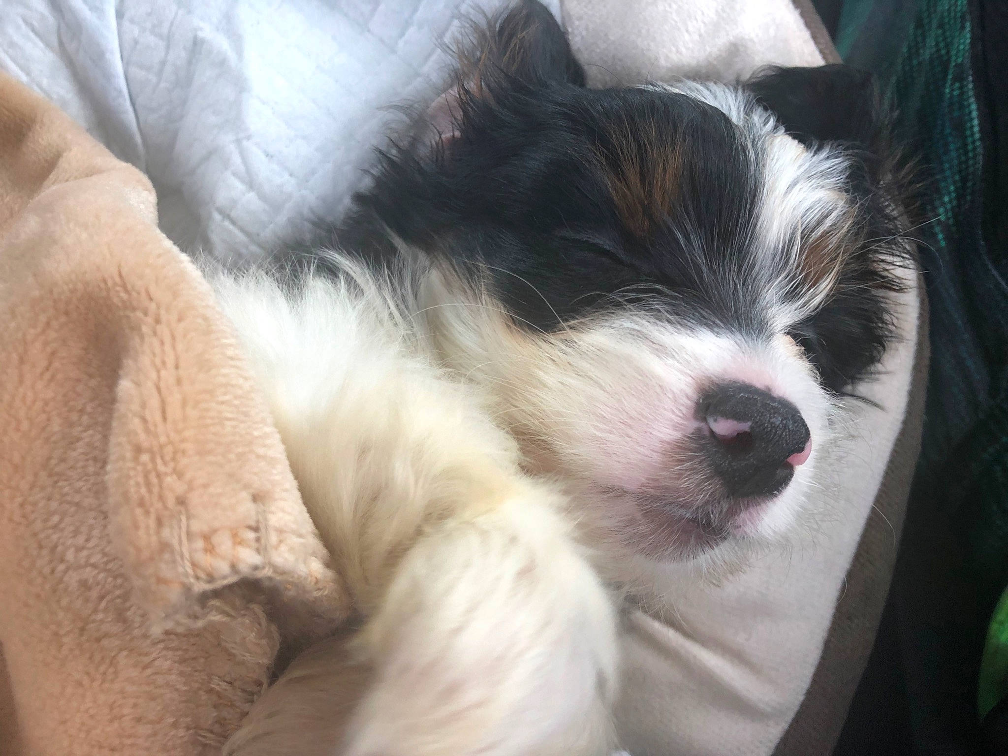 Oreo is registered to the contest to win money with this photo: canidae, carnivore, companion_dog, dog, dog_breed, mammal, nap, nose, papillon, phalene, puppy, puppy_love, snout, sporting_group, toy_dog