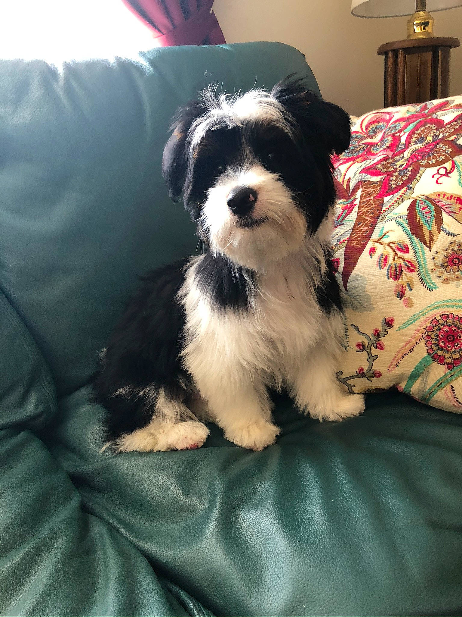 Oreo is registered to the contest to win money with this photo: canidae, carnivore, cavachon, cavapoo, companion_dog, dog, dog_breed, havanese, kyi_leo, lowchen, maltepoo, mammal, morkie, puppy, schnoodle, shih_poo, shih_tzu, snout, tibetan_terrier, vertebrate
