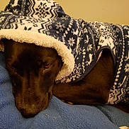 Castle is registered to the contest to win money with this photo: dog, black_dog, blanket, fleece, patterned_blanket, cozy, resting, sleepy, indoors, pet, animal, soft_texture, warm, comfort, lying_down, close_up, snug, fur, brown_eyes, blanket_hood