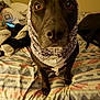 dog, pet, hood, scarf, bed, blanket, indoor, close_up, black_dog, animal, cozy, pattern, fabric, curious, looking_at_camera, bedroom, resting_dog, domestic, warm, soft_lighting