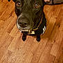 Castle is registered to the contest to win money with this photo: dog, black_dog, pet, floor, wooden_floor, indoor, jacket, collar, ears, eyes, nose, cute, animal, looking_up, brown_eyes, household, domestic_animal, canine, fur, flooring