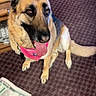 alert, animal, black_fur, brown_fur, carpet, cute, dog, ears_up, five_dollar_bill, german_shepherd, hand, indoor, money, pet, pink_bandana, red_door, tail, tongue_out, waiting, wooden_furniture