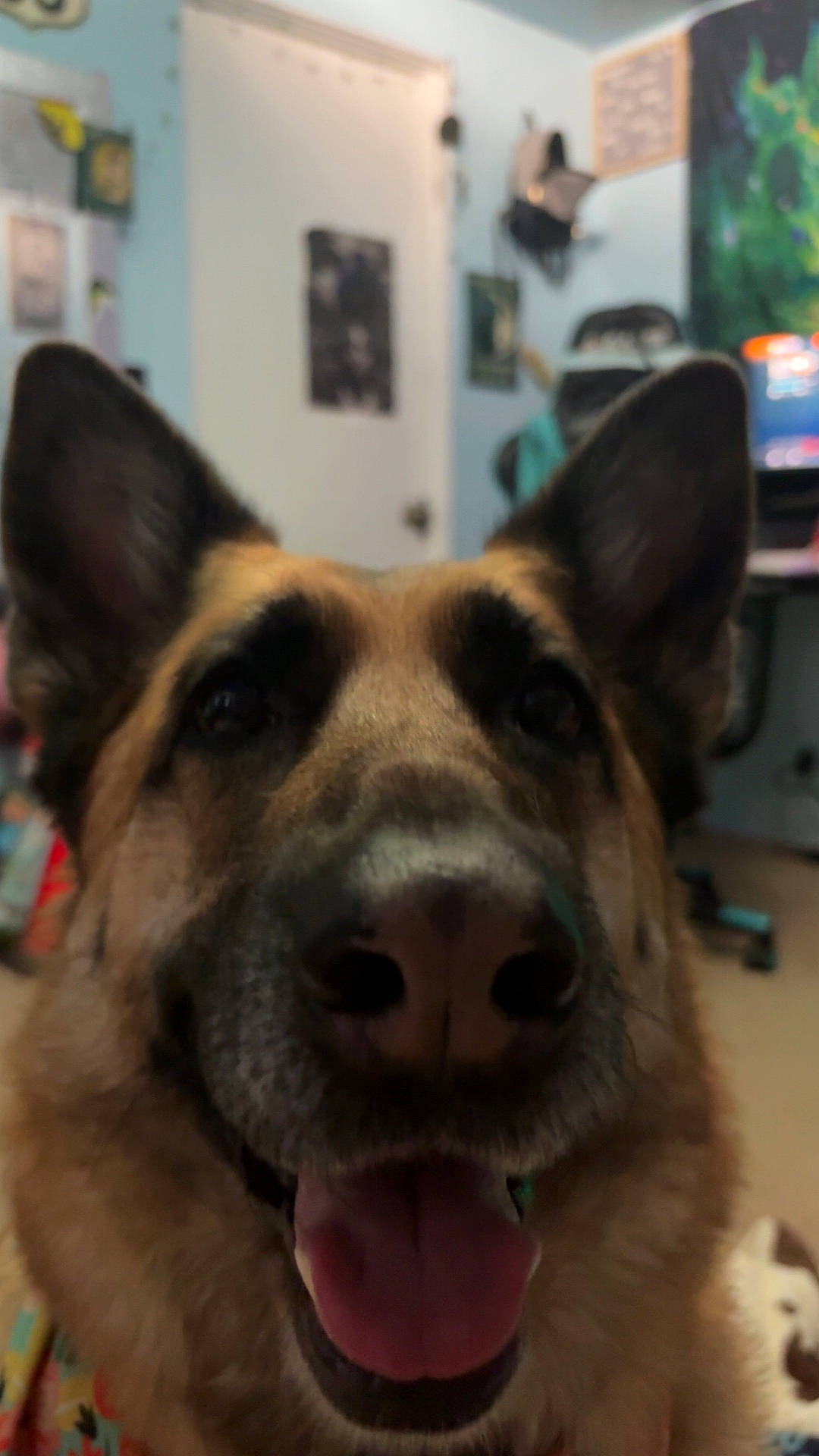 Kaali is registered to the contest to win money with this photo: animal, blurred_background, canine, close_up, companion, dog, domestic, door, ears, fur, furniture, german_shepherd, happy, indoor, pet, poster, room, snout, tongue, tongue_out