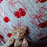 Sawyer is registered to the contest to win money with this photo: cat, orange_tabby, hands, blanket, red_pattern, cherries, bows, indoor, pet, fur, cute, expression, holding, cozy, comfort, animal, domestic, mammal, portrait, feline