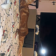 Sawyer is registered to the contest to win money with this photo: cat, ginger_cat, blanket, hello_kitty, controller, video_game_controller, television, living_room, furniture, chair, door, remote_control, indoor, pet, relaxed, lying_down, orange_cat, cozy, electronics, home