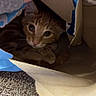 Sawyer is registered to the contest to win money with this photo: cat, ginger_cat, paper_bag, hand, carpet, indoor, pet, curious, wide_eyes, feline, animal, cute, cozy, hiding, looking_up, whiskers, ears, paws, close_up, domestic_cat