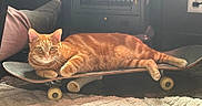 Sawyer joined the competition — help win amazing prizes! cat, orange_tabby, skateboard, indoor, carpet, pillow, furniture, reflection, curious, relaxed, pet, animal, domestic, cozy, floor, wheel, cabinet, whiskers, ears, alert