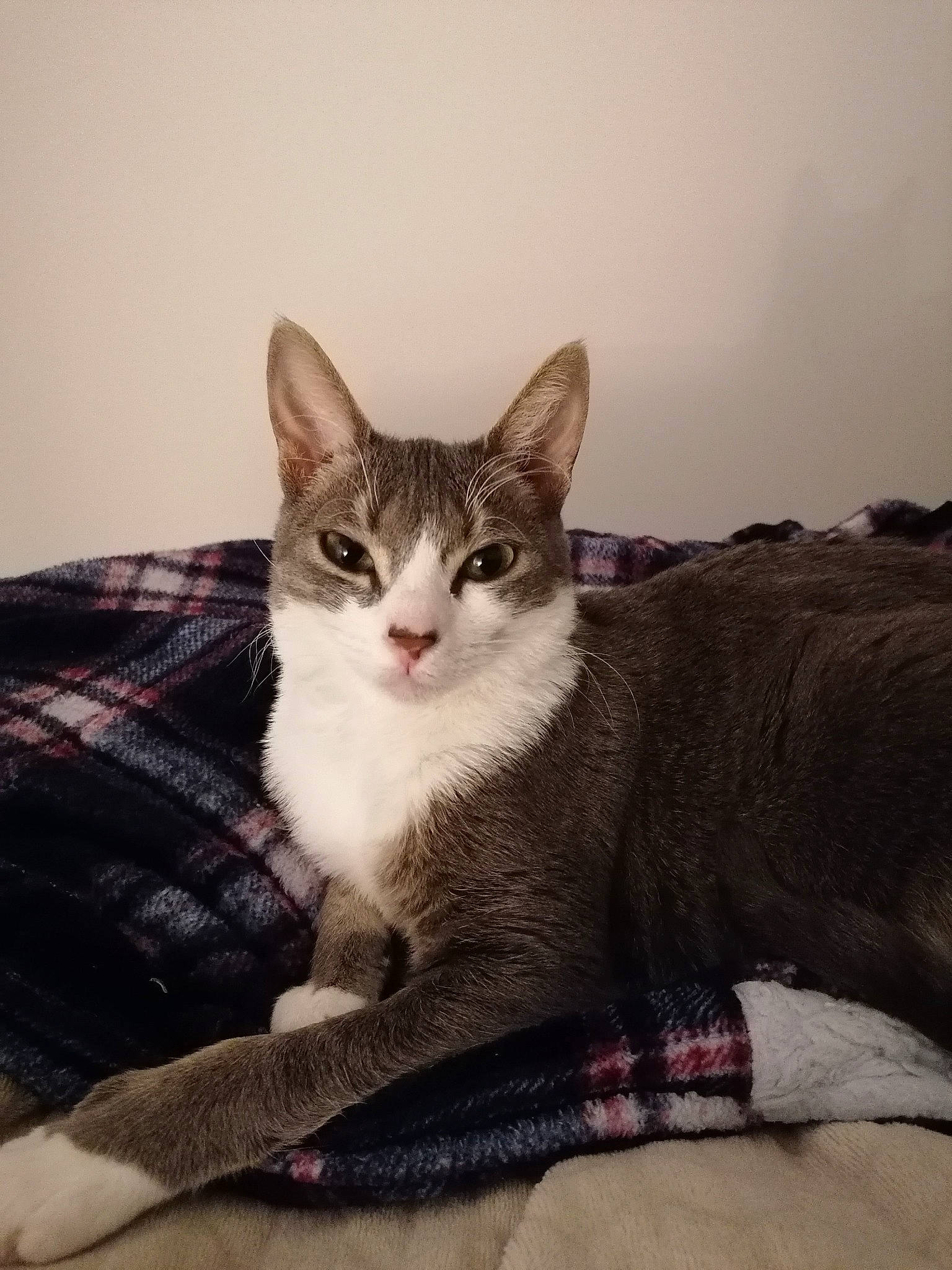 Lilith participe au concours pour gagner de l'argent avec cette photo : bed, carnivore, cat, claw, comfort, domestic_short_haired_cat, felidae, foot, fur, grey, linens, paw, sitting, small_to_medium_sized_cats, snout, tail, tree, whiskers, window, wood