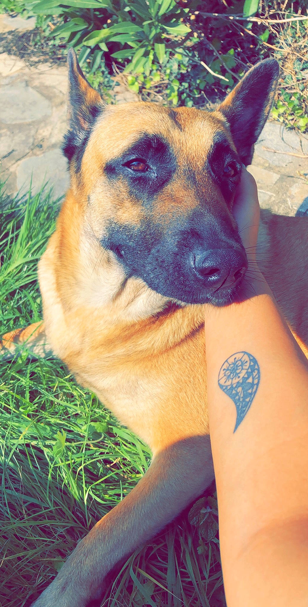 Laïa participe au concours pour gagner de l'argent avec cette photo : belgian_shepherd_malinois, carnivore, collar, companion_dog, dog, dog_breed, elbow, electric_blue, fawn, fur, german_shepherd_dog, grass, herding_dog, king_shepherd, old_german_shepherd_dog, snout, sporting_group, temporary_tattoo, whiskers, wrist