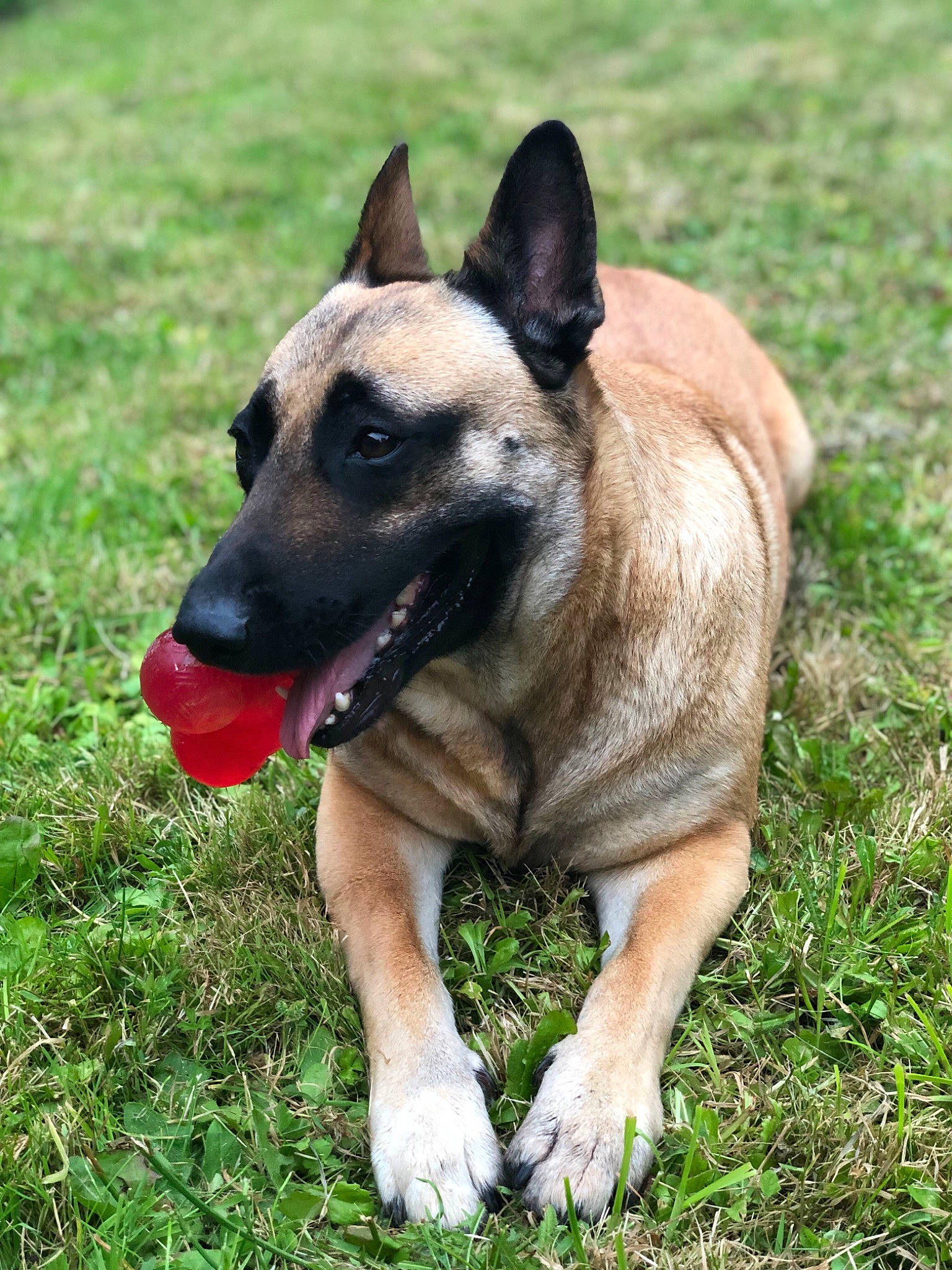 Laïa participe au concours pour gagner de l'argent avec cette photo : ancient_dog_breeds, biting, canidae, carnivore, collar, companion_dog, dog, dog_breed, dog_supply, fawn, grass, herbaceous_plant, herding_dog, non_sporting_group, plant, snout, sporting_group, terrestrial_animal, working_animal, working_dog