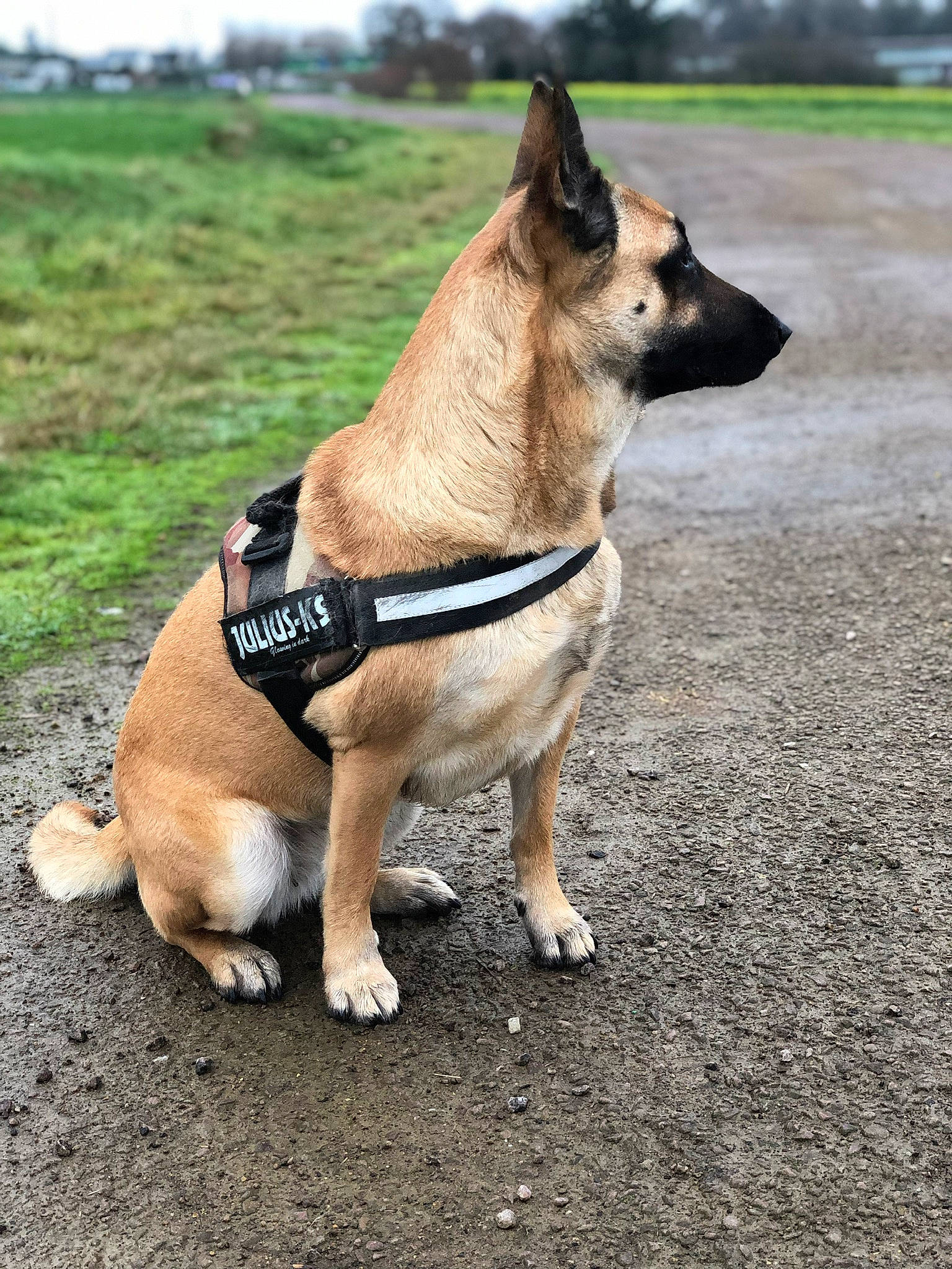 Laïa a rejoint le concours — aidez-le/la à gagner de superbes lots ! carnivore, collar, companion_dog, dog, dog_breed, dog_collar, dog_supply, fashion_accessory, fawn, herding_dog, leash, pet_supply, plant, road_surface, sky, snout, sporting_group, tail, tree, working_animal