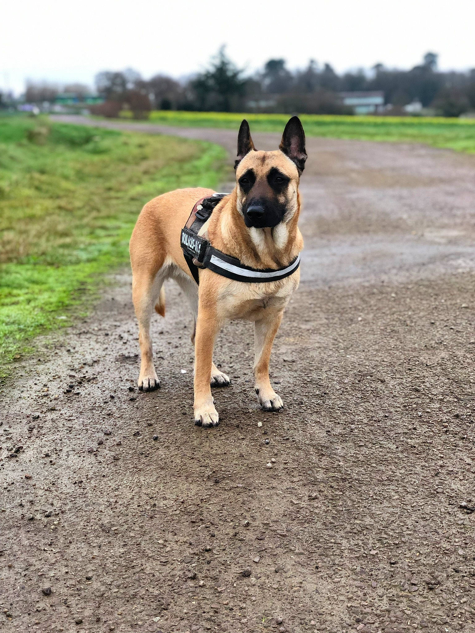 Laïa participe au concours pour gagner de l'argent avec cette photo : carnivore, collar, companion_dog, dog, dog_breed, dog_collar, dog_supply, fawn, grass, leash, pet_supply, plant, pug, road_surface, sky, snout, sporting_group, tail, tree, working_animal