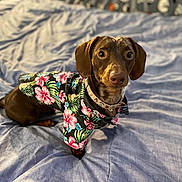 Boomer joined the competition — help win amazing prizes! dog, dachshund, pet, bed, blanket, clothing, shirt, floral_pattern, brown_dog, cute, indoor, portrait, animal, canine, fur, collar, looking_up, small_dog, resting, cozy