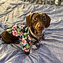 dog, dachshund, pet, bed, blanket, clothing, shirt, floral_pattern, brown_dog, cute, indoor, portrait, animal, canine, fur, collar, looking_up, small_dog, resting, cozy