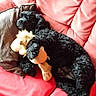 dog, black_dog, plush_toy, lion_toy, couch, red_couch, brown_pillow, pet, indoor, relaxing, sleeping_dog, curly_fur, cozy, home, furniture, animal, stuffed_animal, resting, comfort, cute
