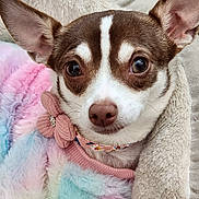 Maggie joined the competition — help win amazing prizes! animal, blanket, chihuahua, close_up, collar, companion, cozy, cute, dog, ears, fluffy, fur, indoor, looking_at_camera, pastel_colors, pet, pink_flower, portrait, small_dog, soft_texture