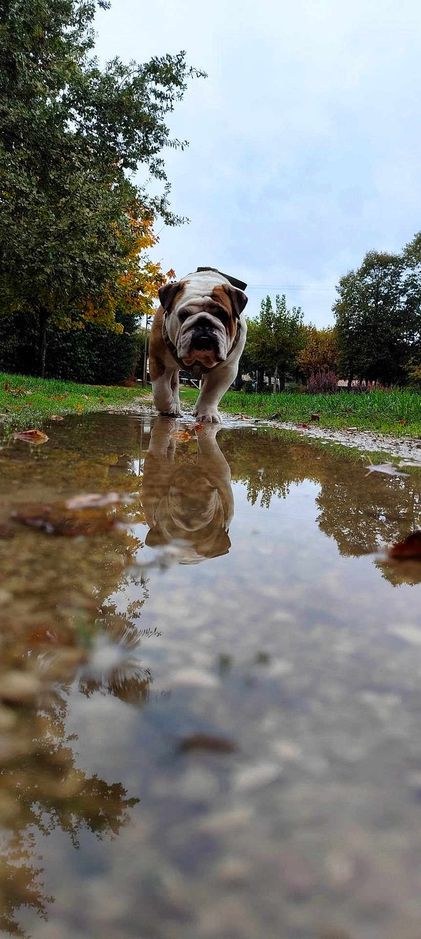 Scooby Doo participe au concours pour gagner de l'argent avec cette photo : bulldog, dog, puddle, reflection, grass, trees, outdoor, nature, cloudy_sky, autumn, pathway, walking, pet, animal, close_up, park, fall, canine, daytime, landscape
