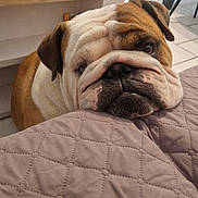 Scooby Doo participe au concours pour gagner de l'argent avec cette photo : bulldog, dog, pet, indoor, quilted, blanket, face, wrinkles, resting, brown, white, floor, tile, furniture, table, cozy, cute, animal, companion, closeup