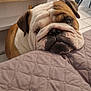bulldog, dog, pet, indoor, quilted, blanket, face, wrinkles, resting, brown, white, floor, tile, furniture, table, cozy, cute, animal, companion, closeup
