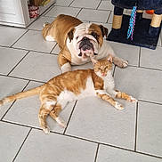 Oasis participe au concours pour gagner de l'argent avec cette photo : bulldog, cat, orange_cat, floor, tile_floor, indoor, pet, animal, relaxed, scratching_post, living_room, furniture, household_items, brown, white, curious, stretching, companion, domestic, cozy