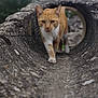 Oasis a rejoint le concours — aidez-le/la à gagner de superbes lots ! cat, orange_cat, white_cat, animal, feline, stone_tunnel, outdoor, nature, cloudy_sky, greenery, walking, confident, closeup, portrait, mammal, pet, curious, wildlife, daytime, focused