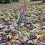 Oasis participe au concours pour gagner de l'argent avec cette photo : cat, autumn, fall_leaves, outdoor, nature, tree, park, animal, ginger_cat, leaf_litter, walking, daylight, greenery, trunk, branch, ground, feline, pet, seasonal, scenery