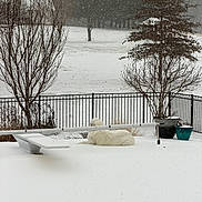 Samson joined the competition — help win amazing prizes! backyard, bare_trees, diving_board, dog, fence, grass_under_snow, outdoor, overcast, pet, planter, pool, pool_cover, potted_plant, resting, serene, snow, snowfall, tree, white_dog, winter